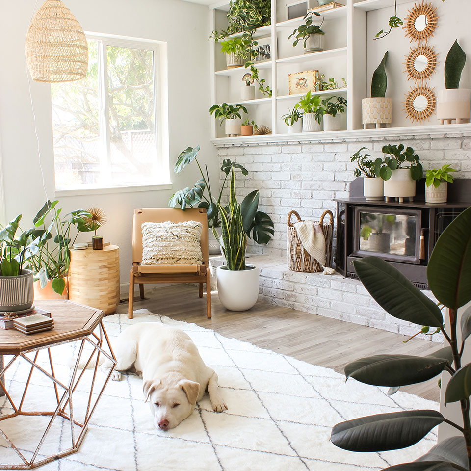 White plush rug with white dog in living room with plants