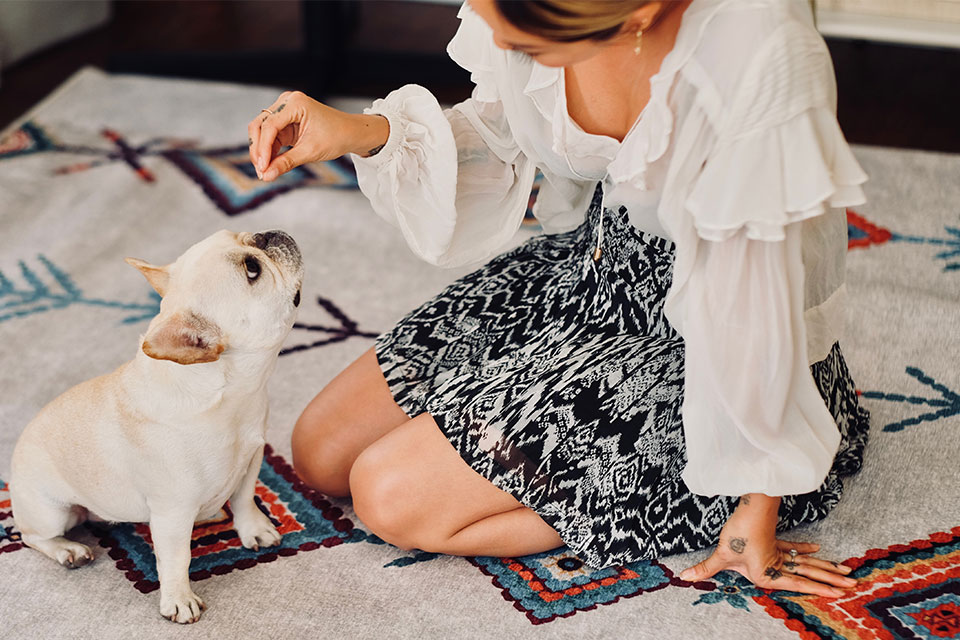 dog and pet owner in living room on colorful rug giving treats