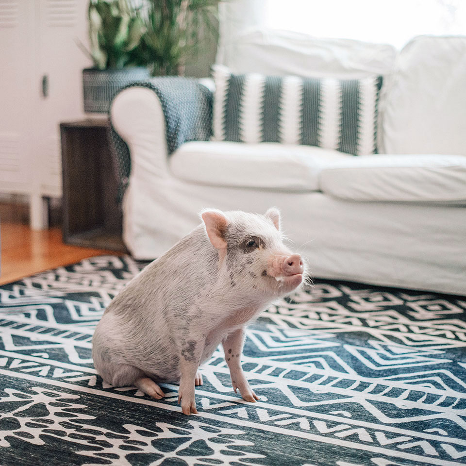 pig living room on black and white geometric modern rug